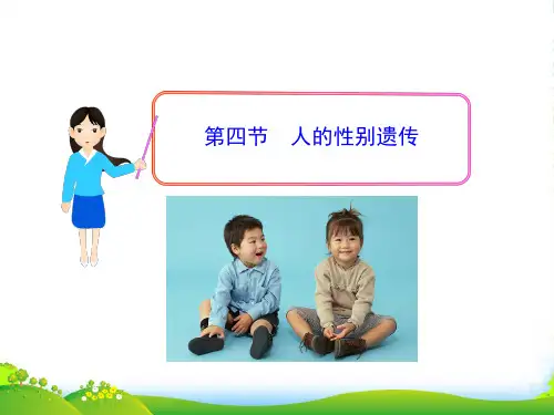 八年级生物下册 第7单元 第二章 第四节 人的性别遗传课件 新人教