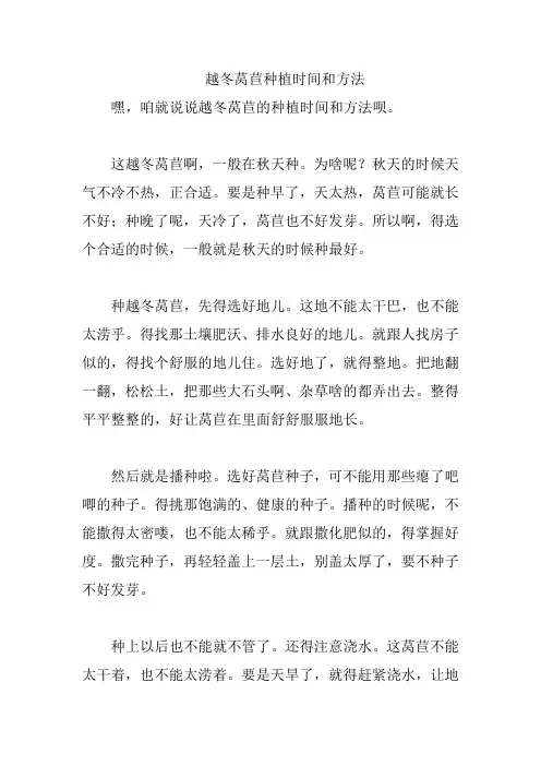 越冬莴苣种植时间和方法