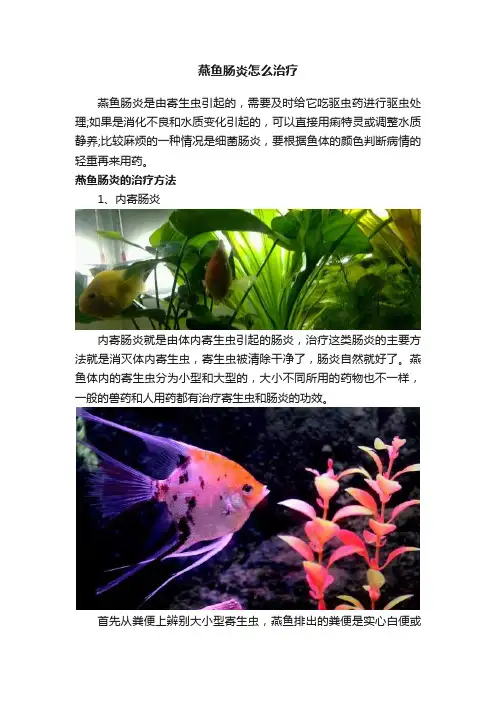 燕鱼肠炎怎么治疗