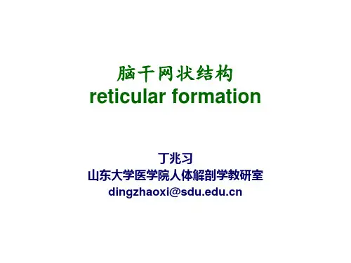 脑干网状结构 