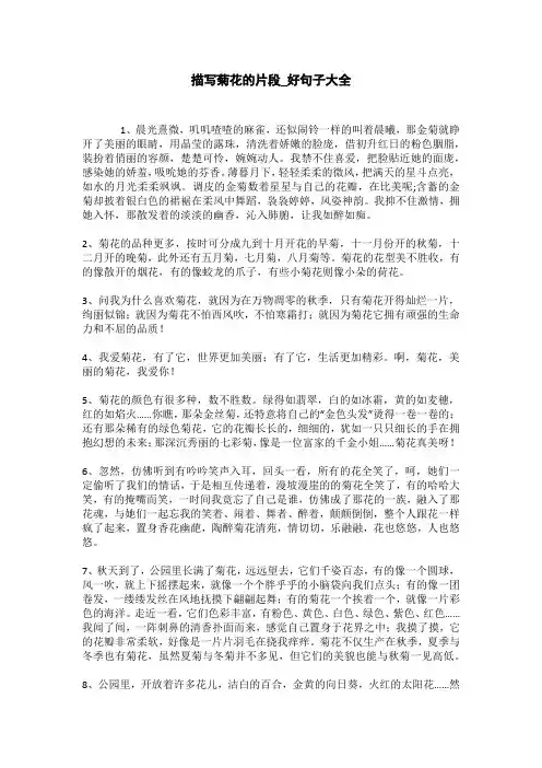 描写菊花的精彩片段_优美段落