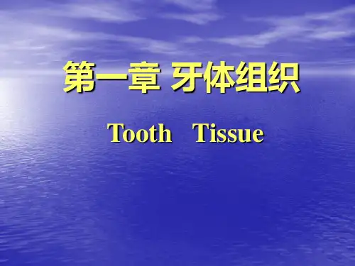 第三章 牙体组织