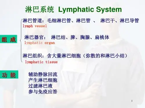 人体淋巴系统医学PPT课件