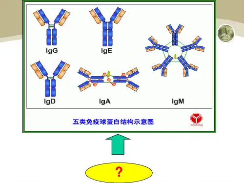 《医学免疫学》B细胞