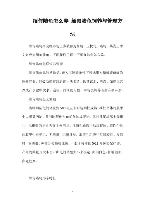 缅甸陆龟怎么养缅甸陆龟饲养与管理方法