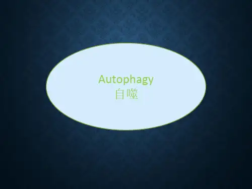 自噬(入门级知识)