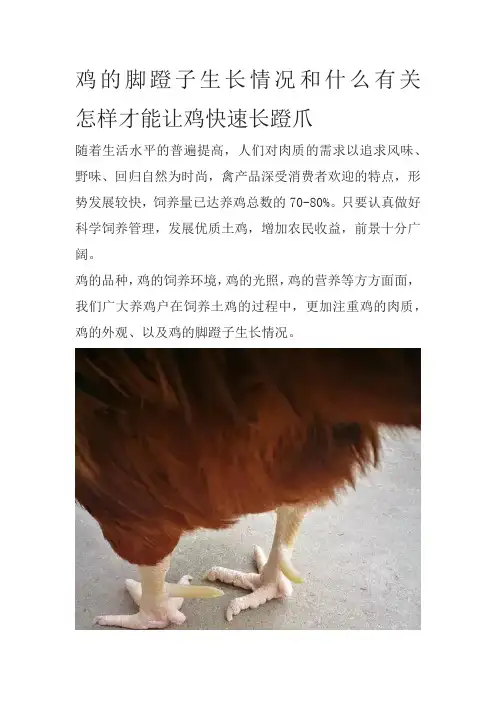 鸡的脚蹬子生长情况和什么有关   怎样才能让鸡快速长蹬爪