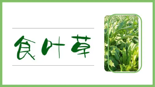 贵州百沃食叶草介绍1.0