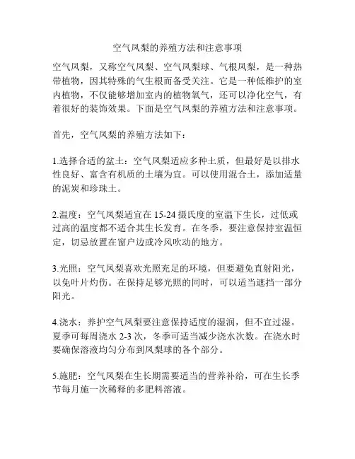 空气凤梨的养殖方法和注意事项
