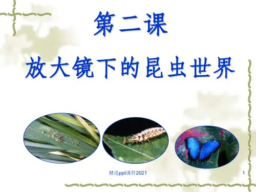 教科版六年级科学下册放大镜下的昆虫世界PPT课件