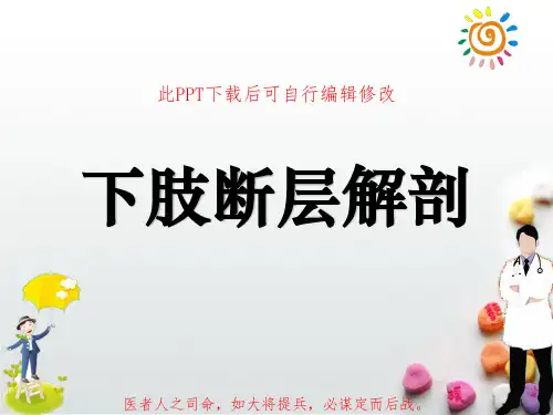 下肢断层解剖PPT课件
