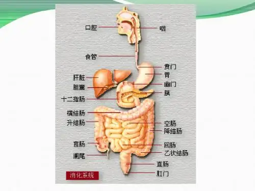 作用于消化系统的药物