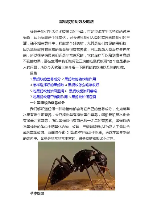 黑蚂蚁的功效及吃法