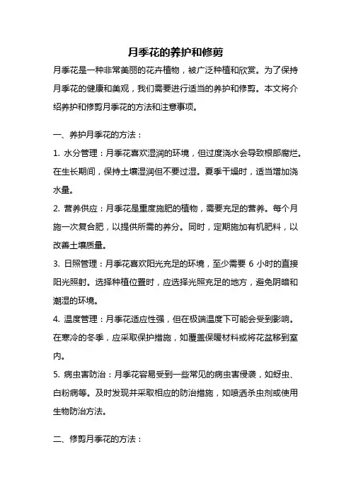 月季花的养护和修剪