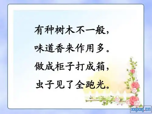 宋庆龄故居的樟树(第一课时)