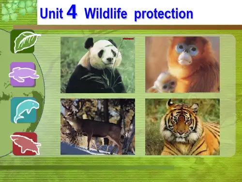 人教版高中英语 必修二 Unit4 《Wildlife  protection  ---Reading》 课件  (共38张PPT)