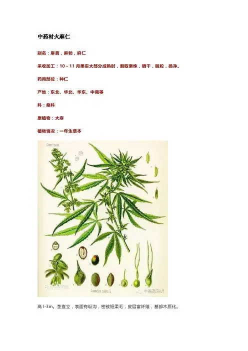 中药材火麻仁