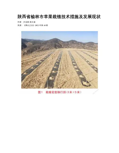 陕西省榆林市苹果栽植技术措施及发展现状