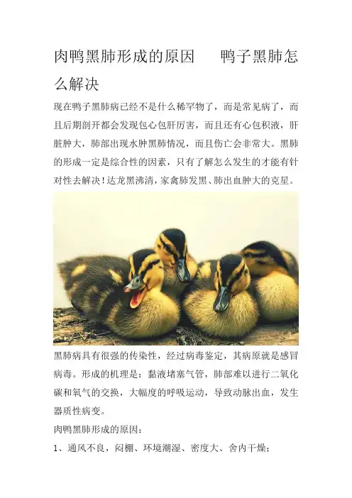 肉鸭黑肺形成的原因   鸭子黑肺怎么解决