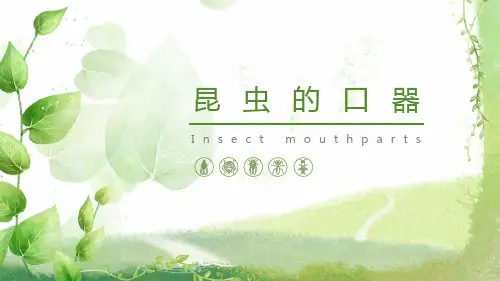 昆虫的基本知识 昆虫的口器