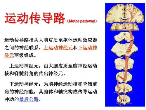 运动传导路(Moterpathway)