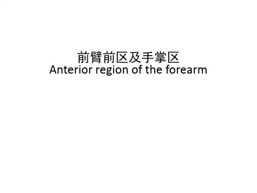 局部解剖-臂后区,前臂后区,手背