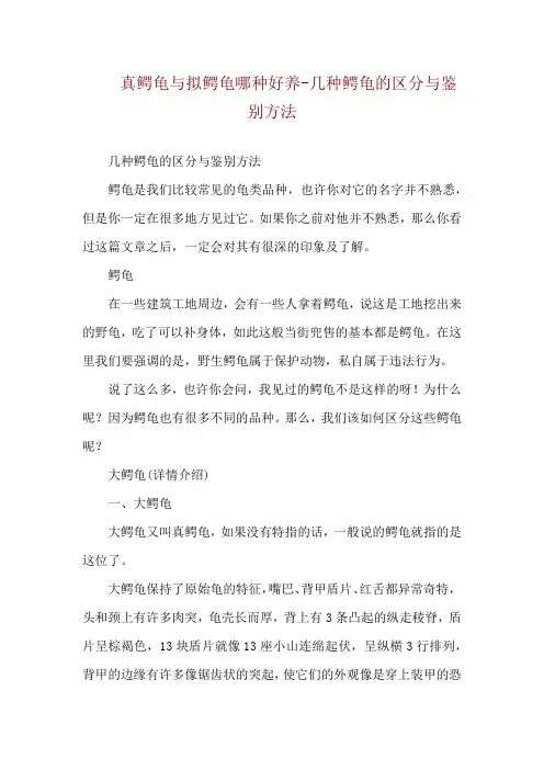 真鳄龟与拟鳄龟哪种好养-几种鳄龟的区分与鉴别方法