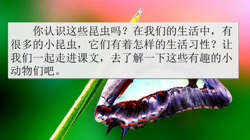 4-昆虫备忘录-课件教学教材