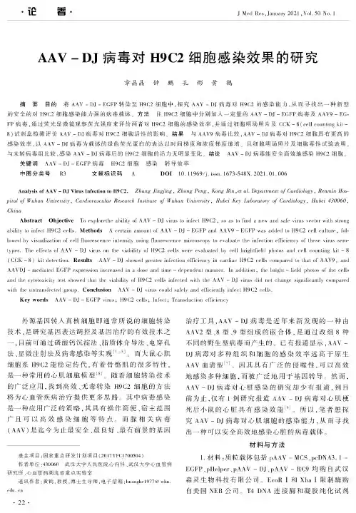 AAV-DJ病毒对H9C2细胞感染效果的研究