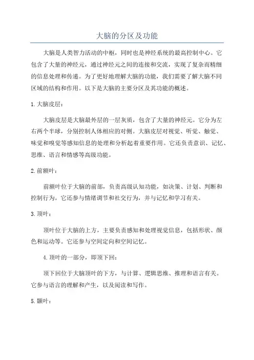 大脑的分区及功能