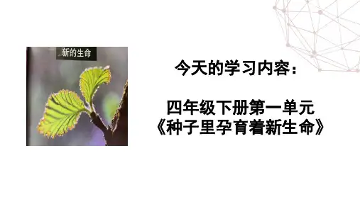 1《种子里孕育着新生命》-课件-2024年教科版科学四年级下册