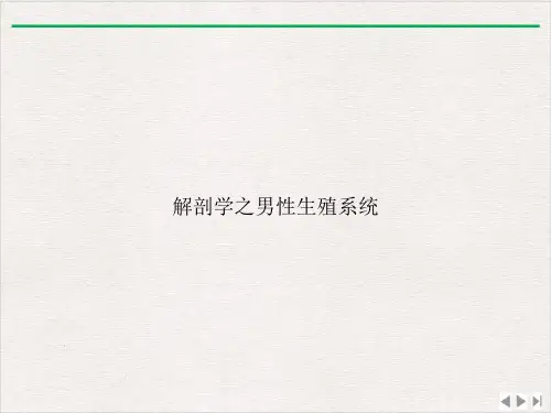 解剖学之男性生殖系统课件PPT