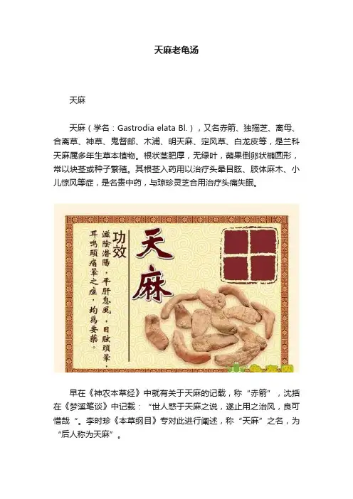 天麻老龟汤