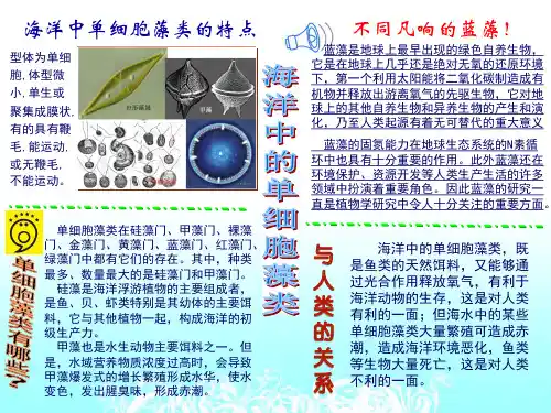 海洋中的单细胞藻类