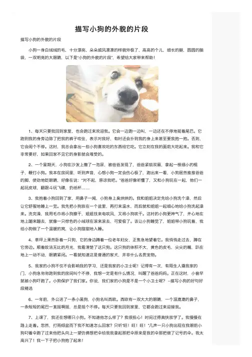 描写小狗的外貌的片段