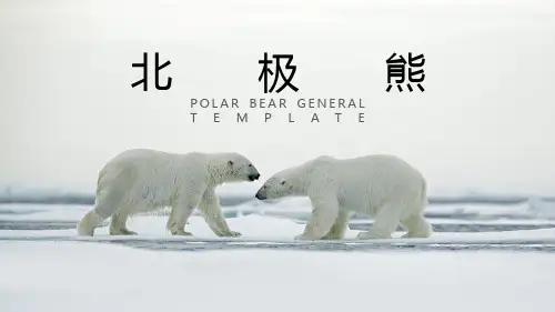 北极熊的ppt