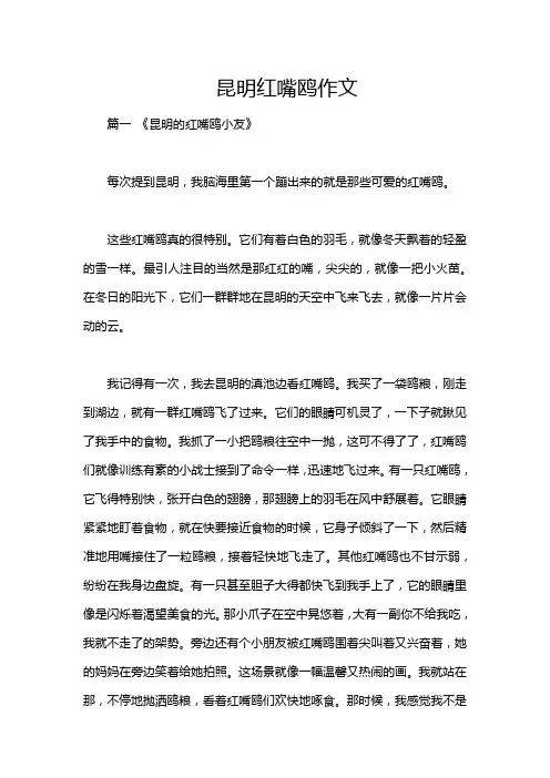 昆明红嘴鸥作文