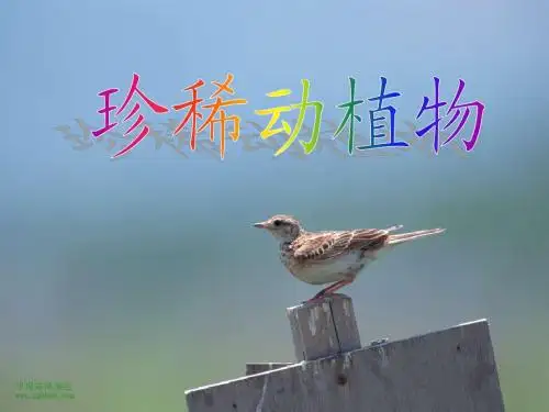 珍稀动物