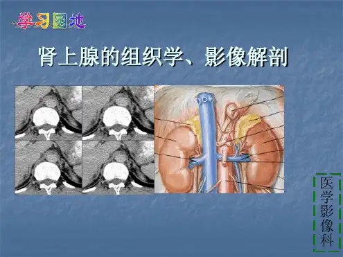 肾上腺解剖及生理