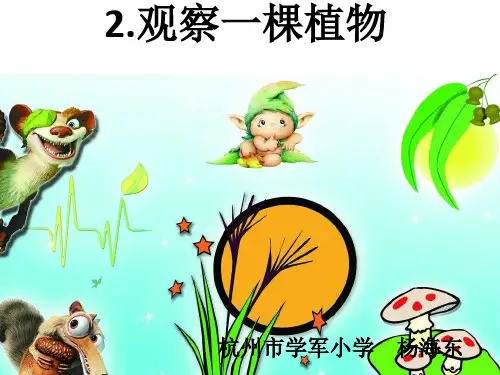 一年级上册科学课件 《观察一棵植物》教科版(共29页)PPT