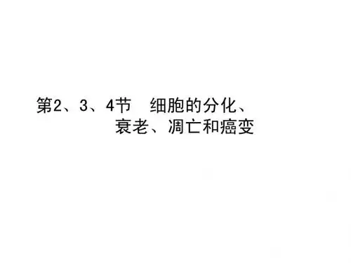 人教版教学课件2011届生物高考一轮复习课件：必修1 第6章 第2、3、4节 细胞的分化、衰老、凋亡和癌变ppt