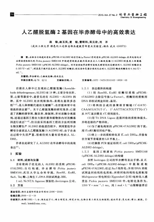 人乙醛脱氢酶2基因在毕赤酵母中的高效表达