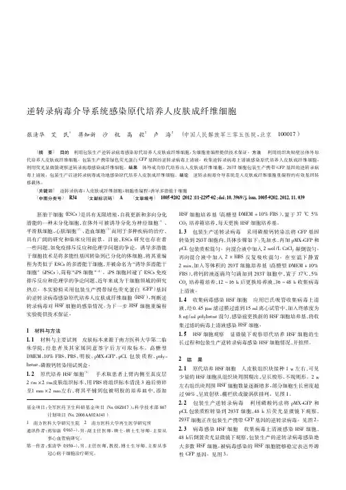 逆转录病毒介导系统感染原代培养人皮肤成纤维细胞