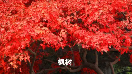 【最新部编版】三年级下语文《我变成了一棵树》PPTPPT版