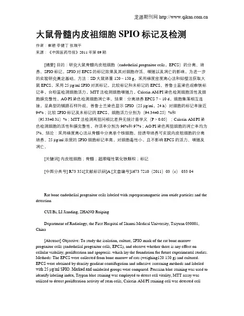 大鼠骨髓内皮祖细胞SPIO标记及检测