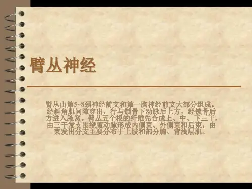臂丛神经精精品PPT课件