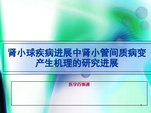 肾小球疾病进展中肾小管间质病变产生机理的研究进展-文档资料
