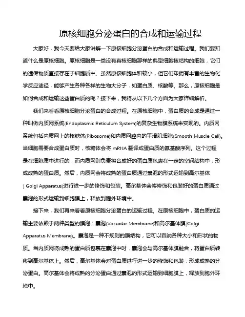 原核细胞分泌蛋白的合成和运输过程