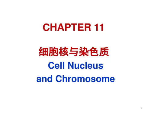 大学《细胞生物学》课件：第11章 细胞核与染色体