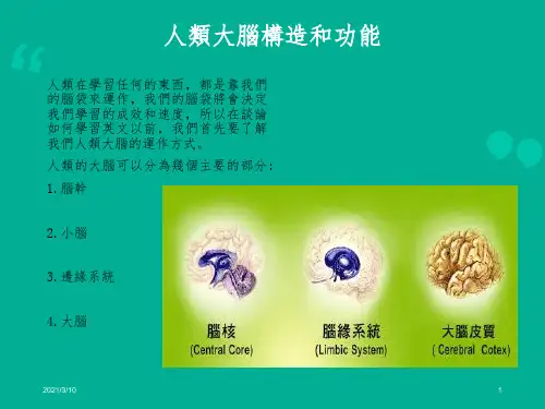 人类大脑构造和功能课件PPT
